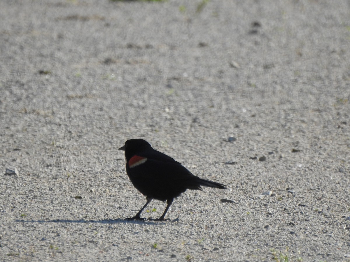 Red-winged Blackbird - Ron Marek