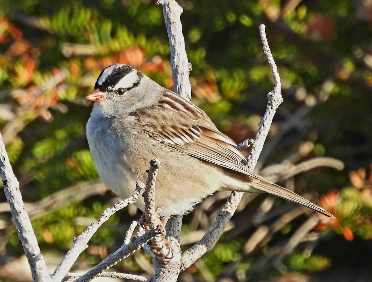 White-crowned Sparrow - Doug Hynes