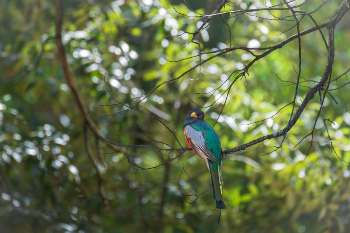 Elegant Trogon - Hiromi Karagiannis