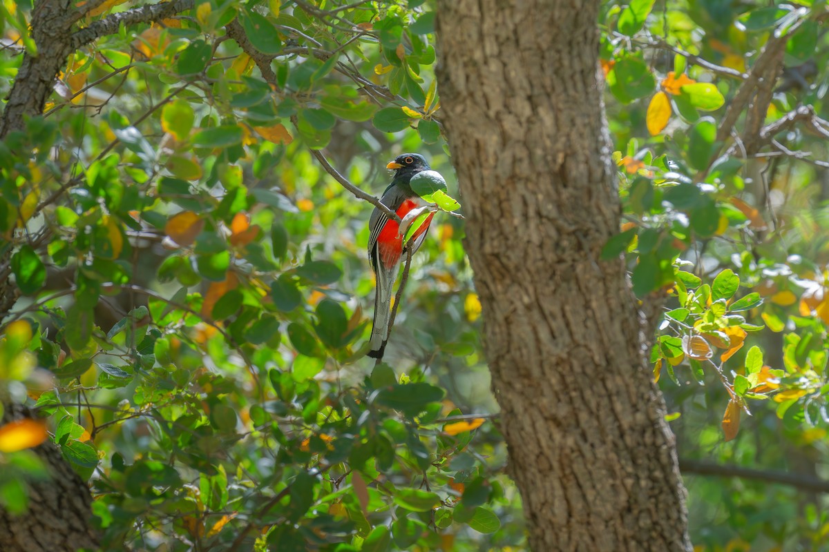 Elegant Trogon - Hiromi Karagiannis