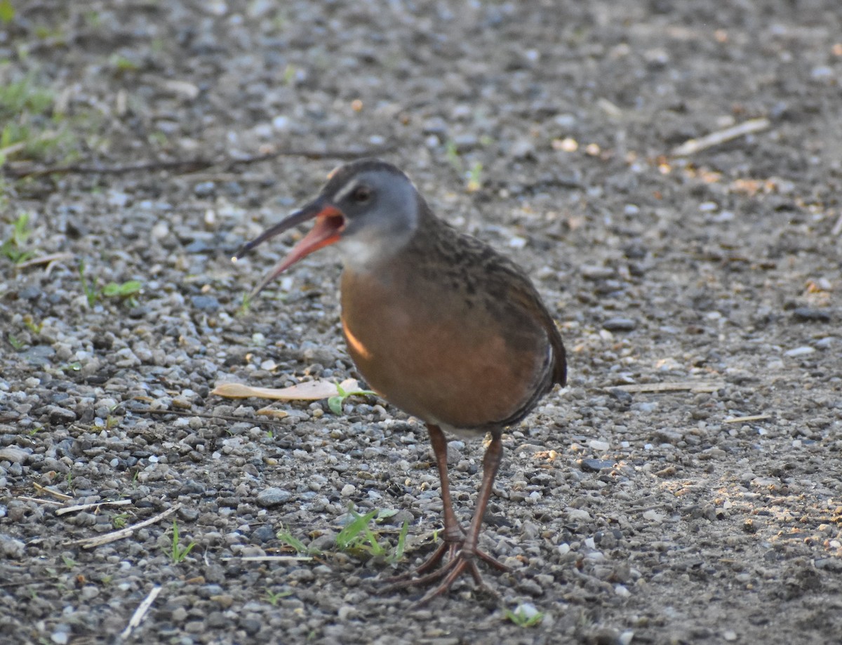 Virginia Rail - Andrew Wilmot