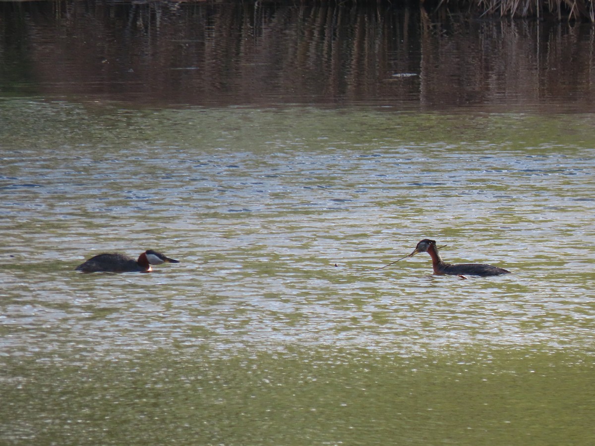 Red-necked Grebe - Laurie Koepke