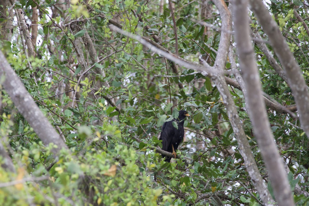 Common Black Hawk - allie bluestein