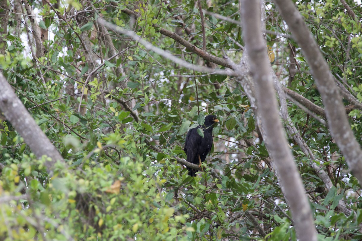 Common Black Hawk - allie bluestein