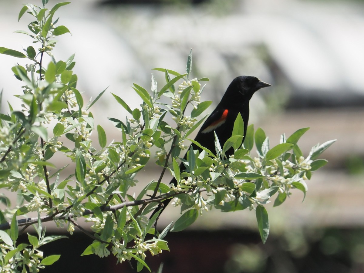 Red-winged Blackbird - Bill Bunn