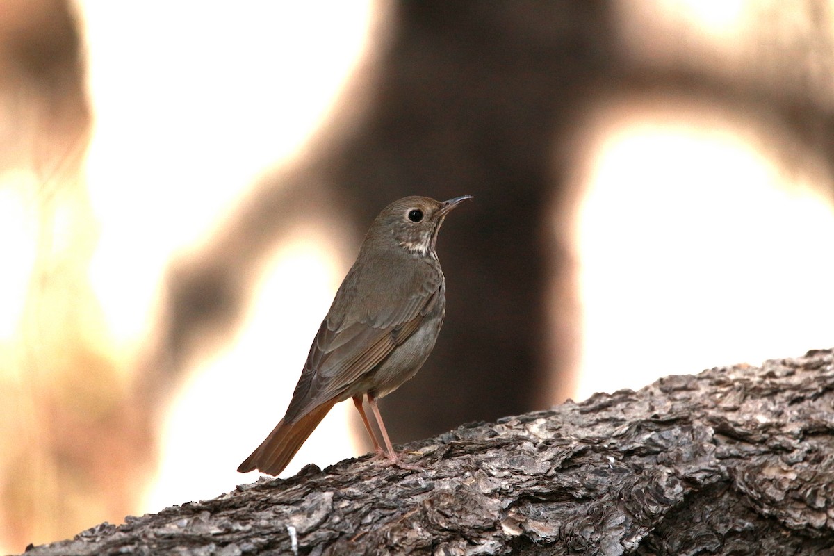 Hermit Thrush - ML619570743