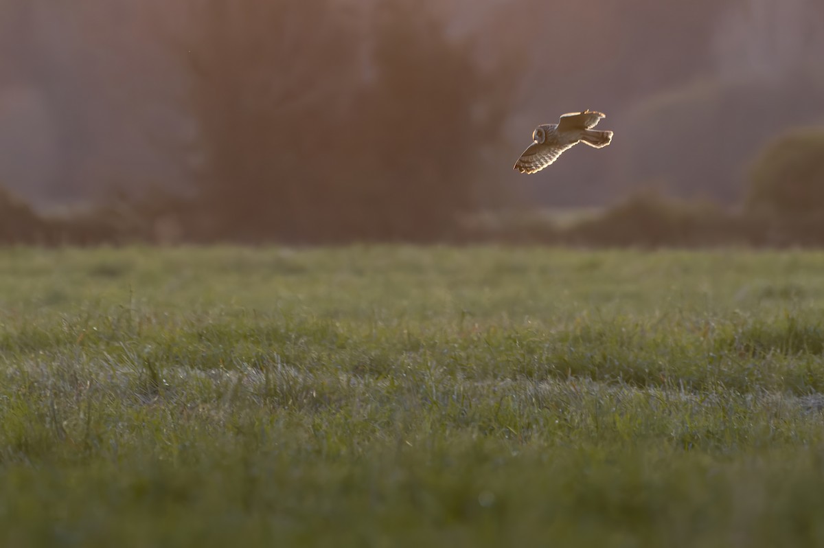 Short-eared Owl - Francisco Castro Carmona