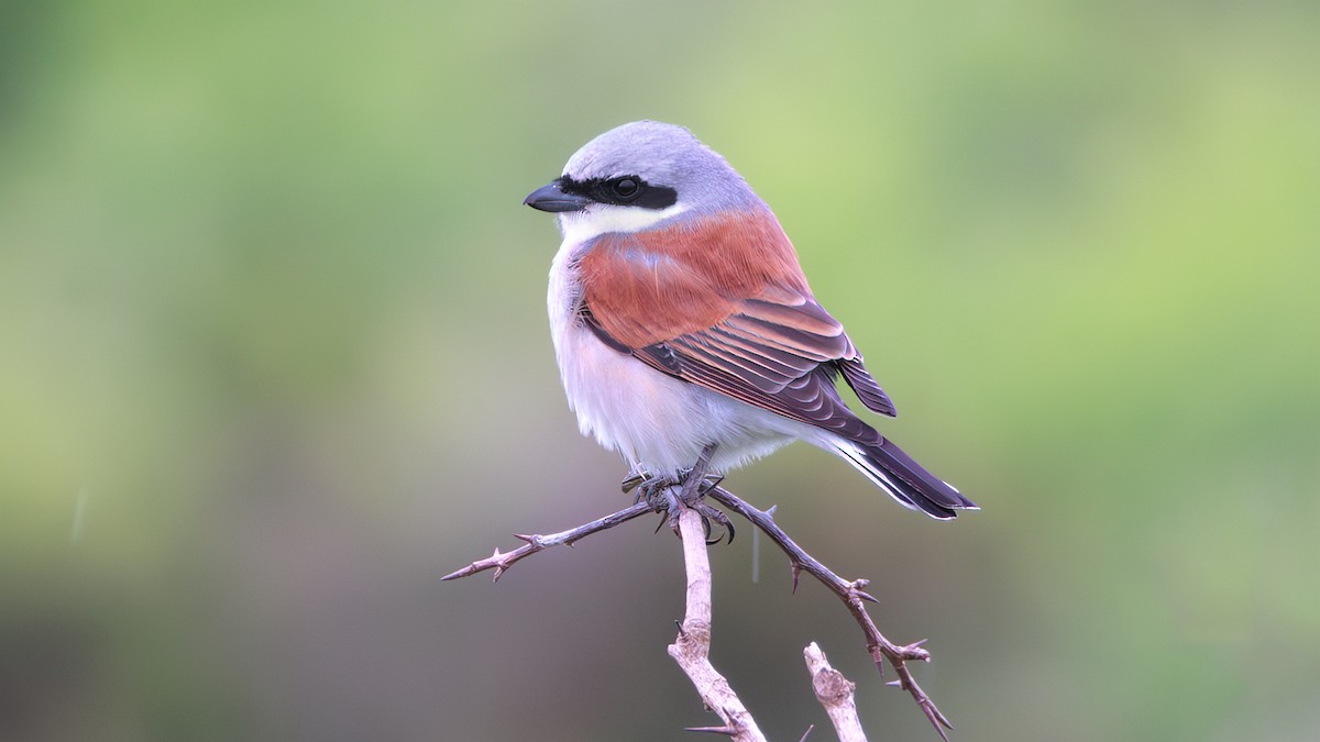 Red-backed Shrike - SONER SABIRLI