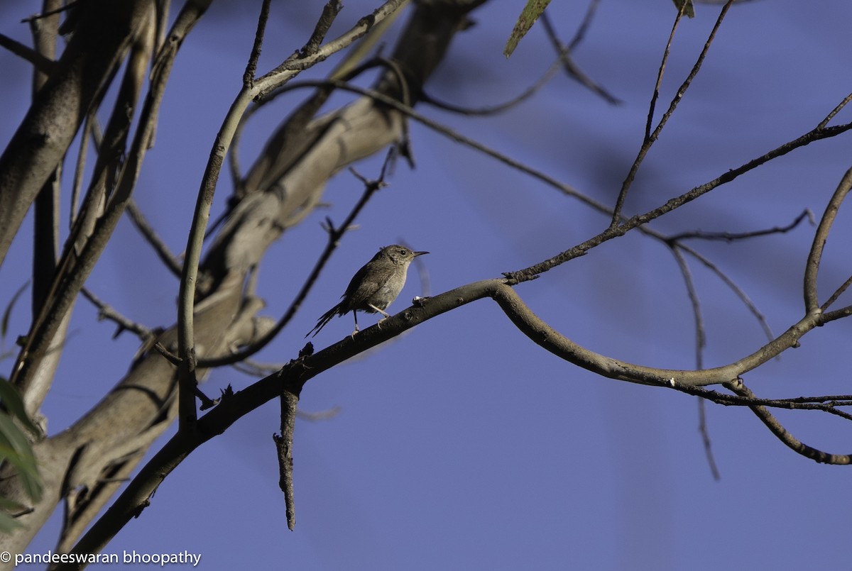 House Wren - Pandeeswaran  Bhoopathy