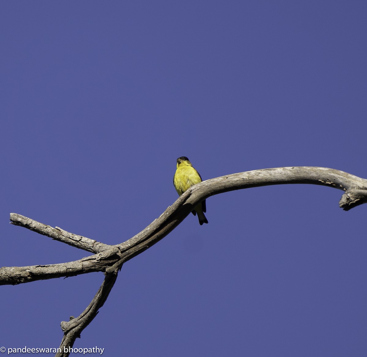 Lesser Goldfinch - Pandeeswaran  Bhoopathy