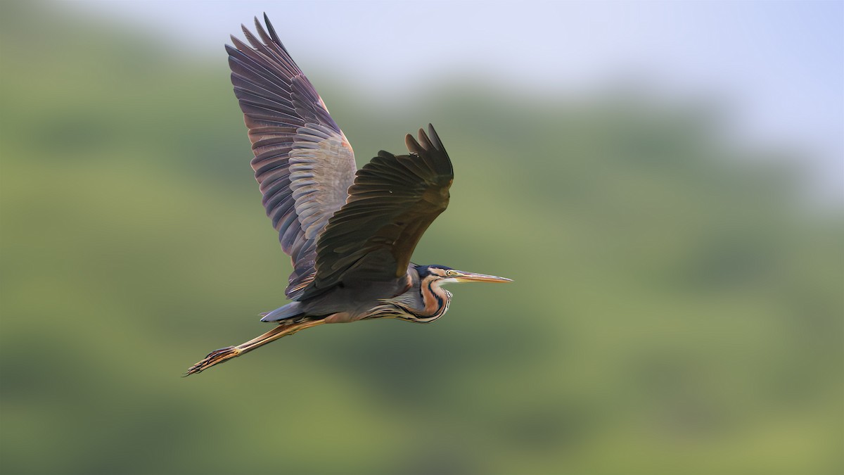 Purple Heron - SONER SABIRLI