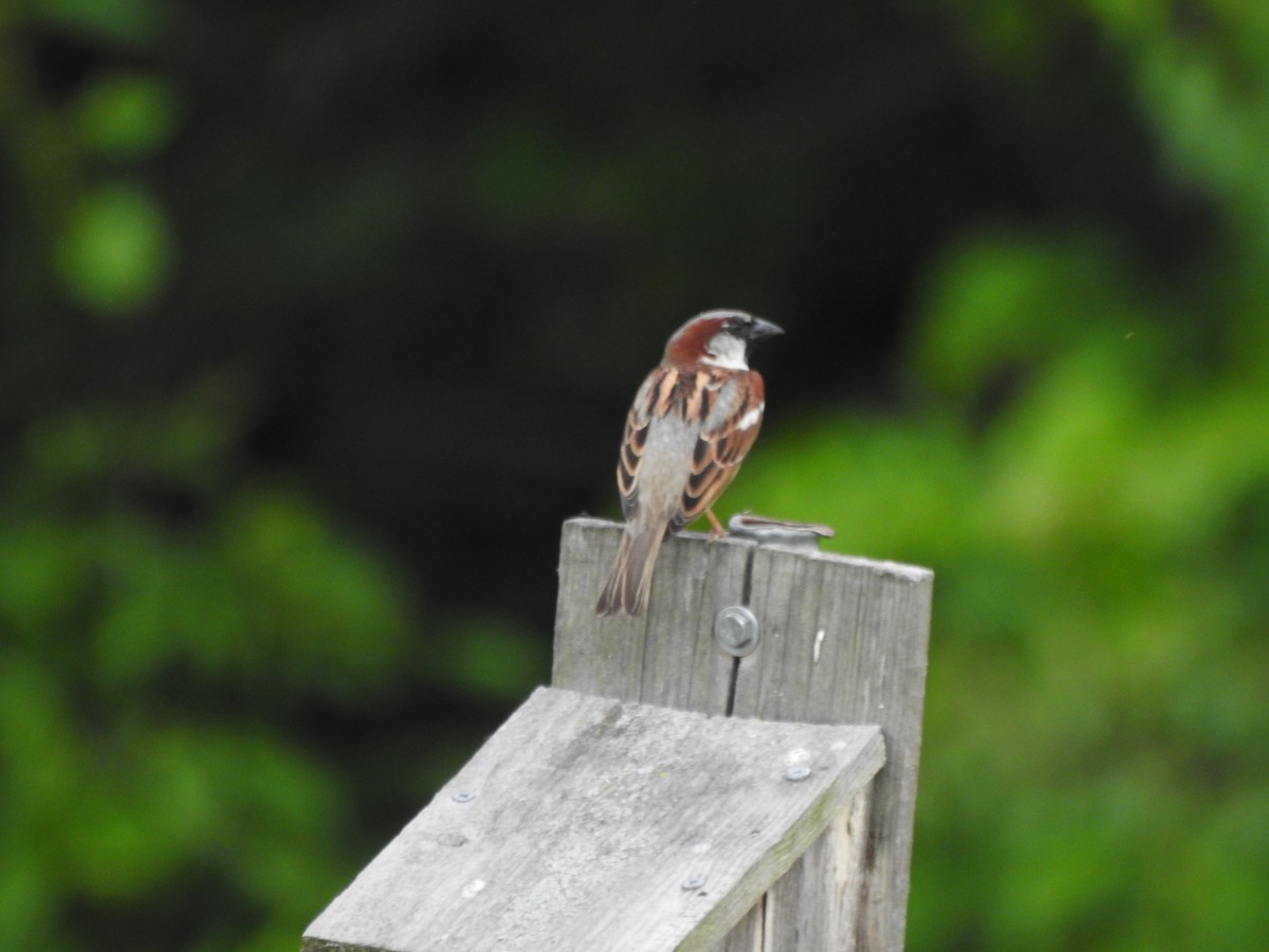 House Sparrow - Ron Marek