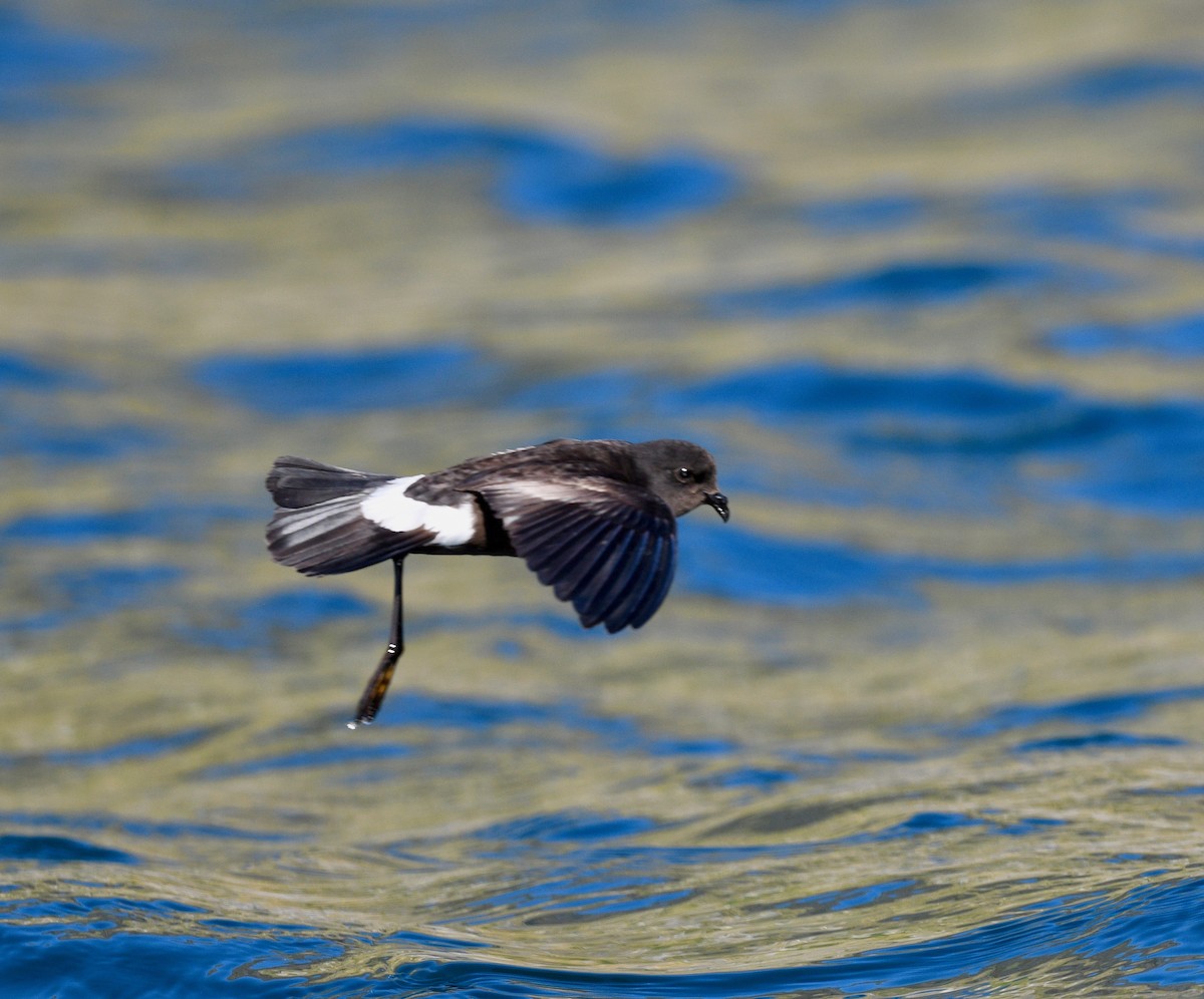 Wilson's Storm-Petrel - Win Ahrens