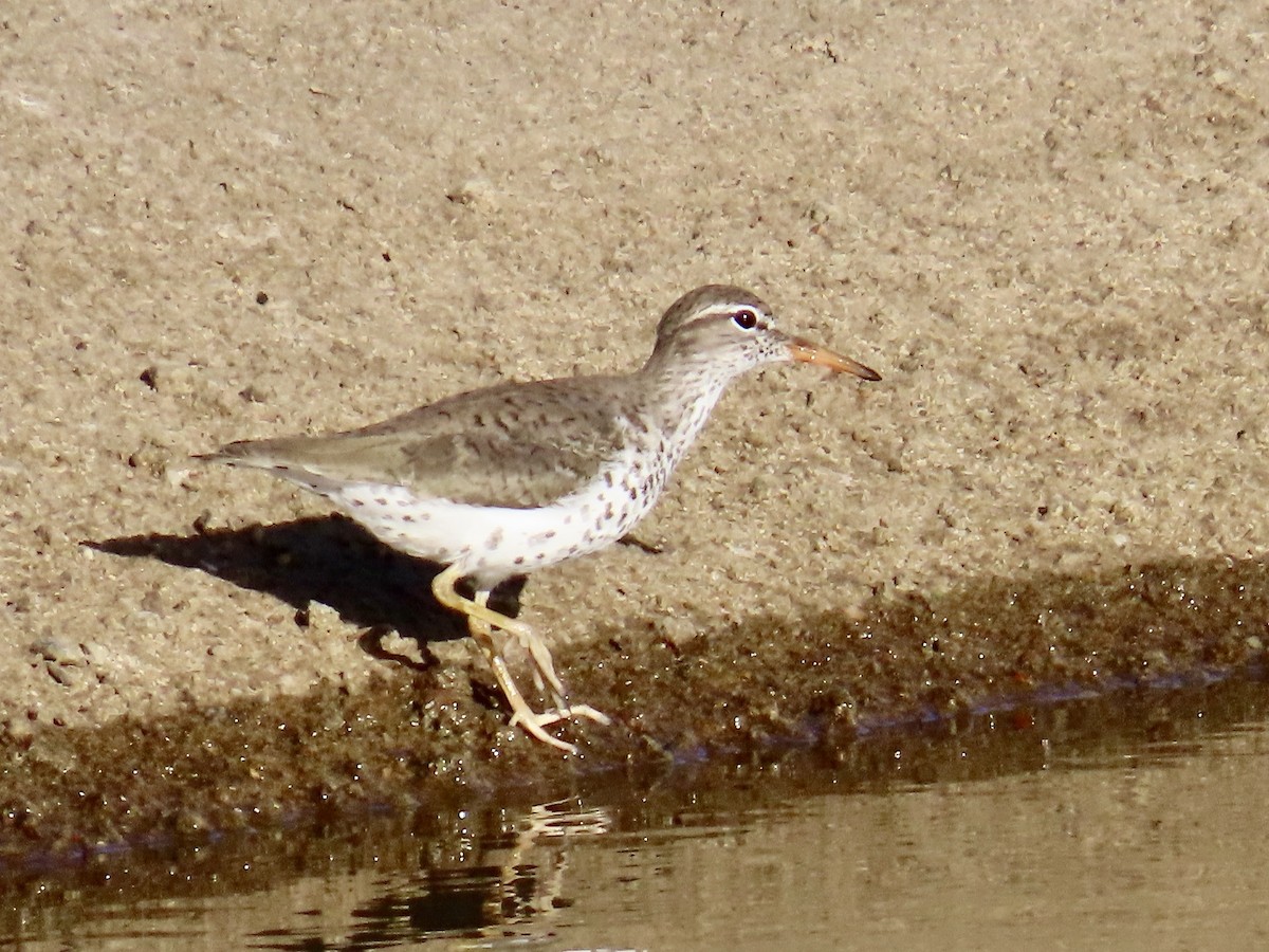 Spotted Sandpiper - Babs Buck