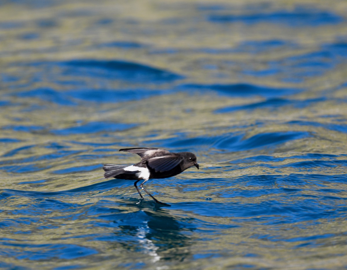 Wilson's Storm-Petrel - Win Ahrens