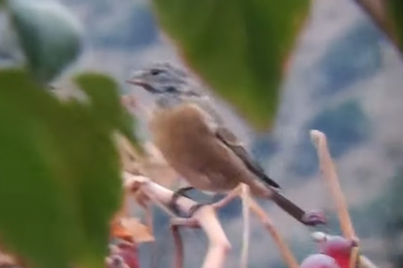 Gray-hooded Sierra Finch - ML619570761