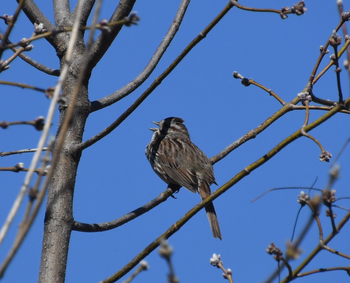 Song Sparrow - ML619570762