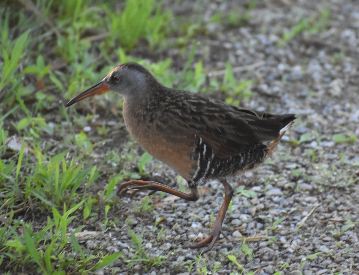 Virginia Rail - Andrew Wilmot