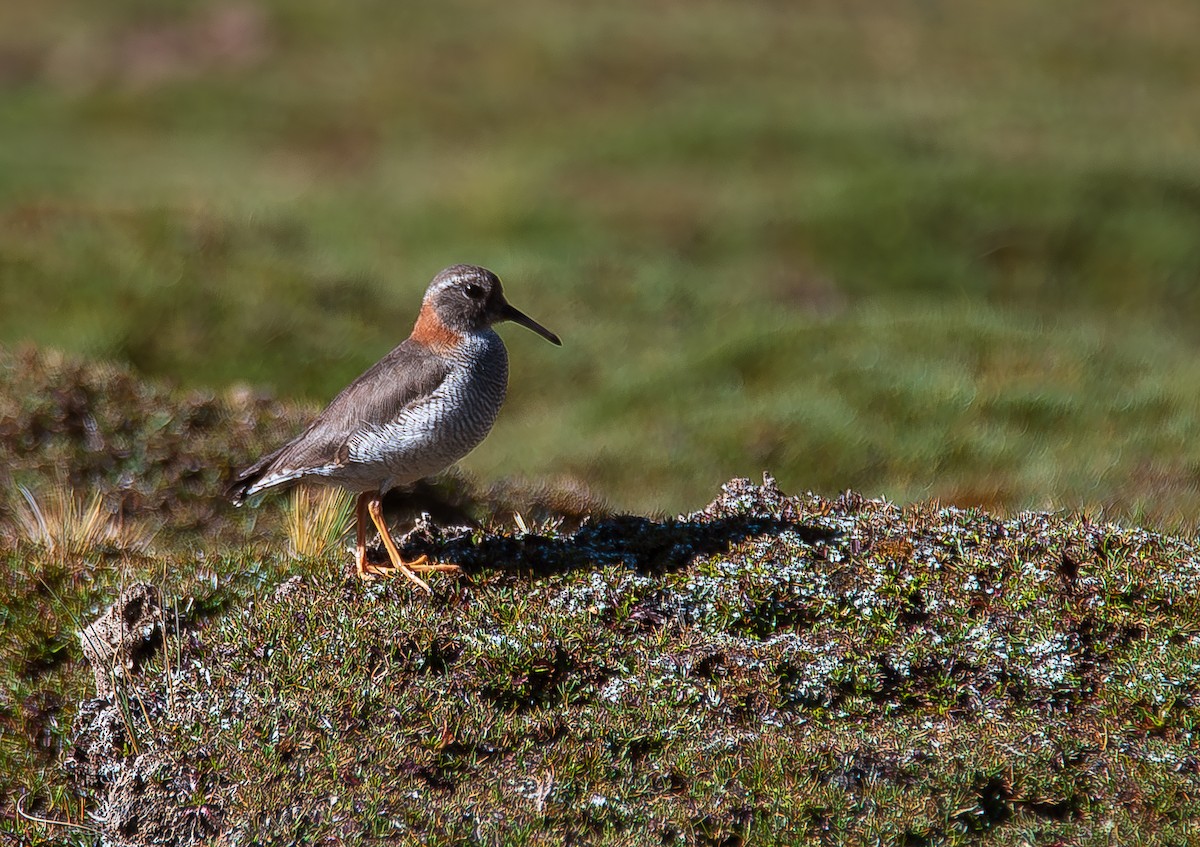 Diademed Sandpiper-Plover - ML619570772