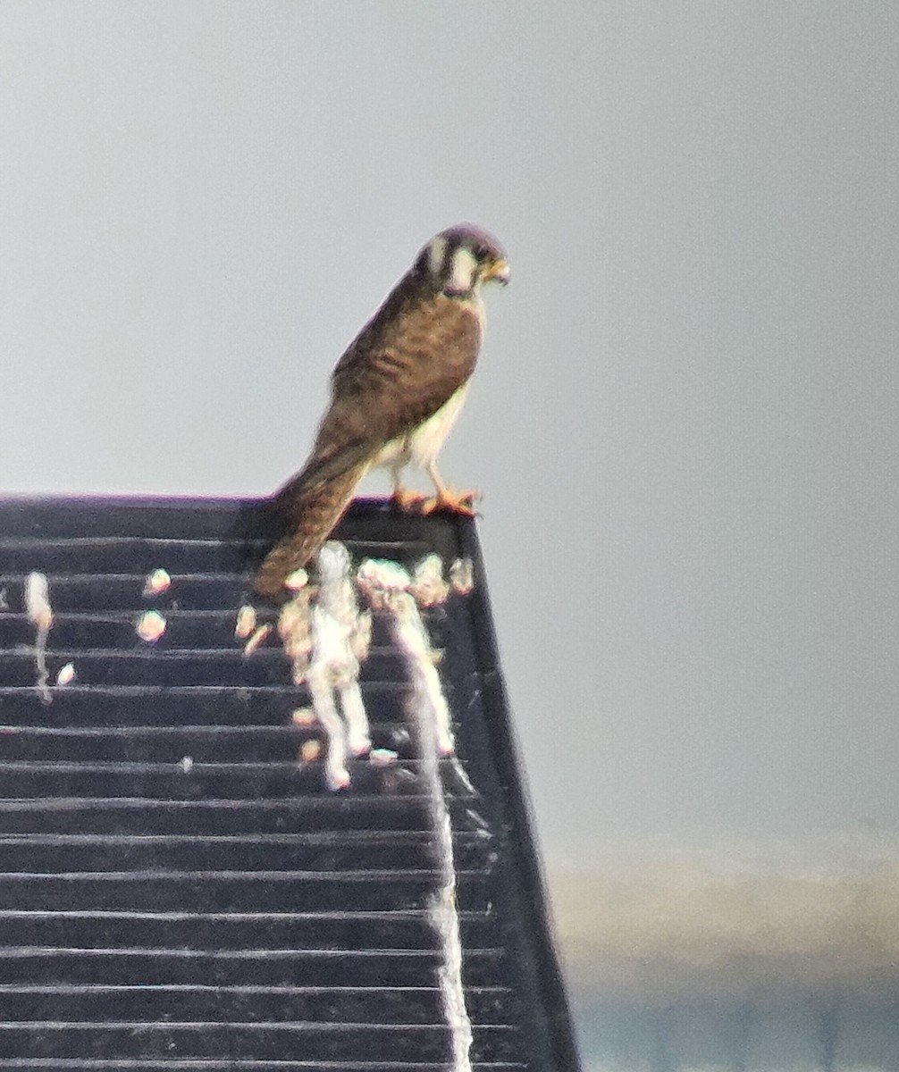 American Kestrel - Mary Anne Fluke