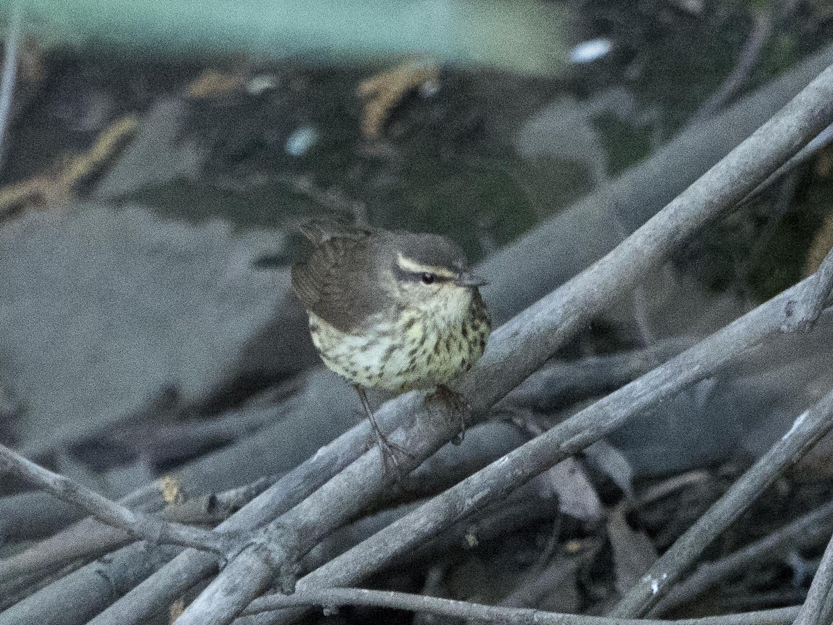 Northern Waterthrush - ML619570777