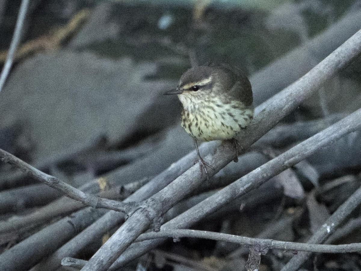 Northern Waterthrush - Livia .