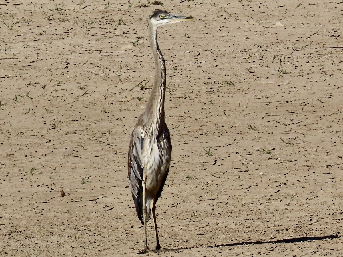 Great Blue Heron - Babs Buck