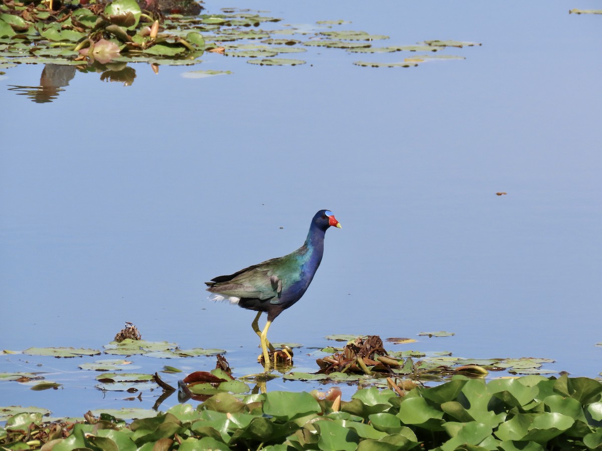 Purple Gallinule - ML619570789