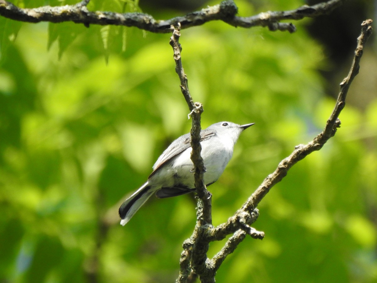 Blue-gray Gnatcatcher - Ron Marek