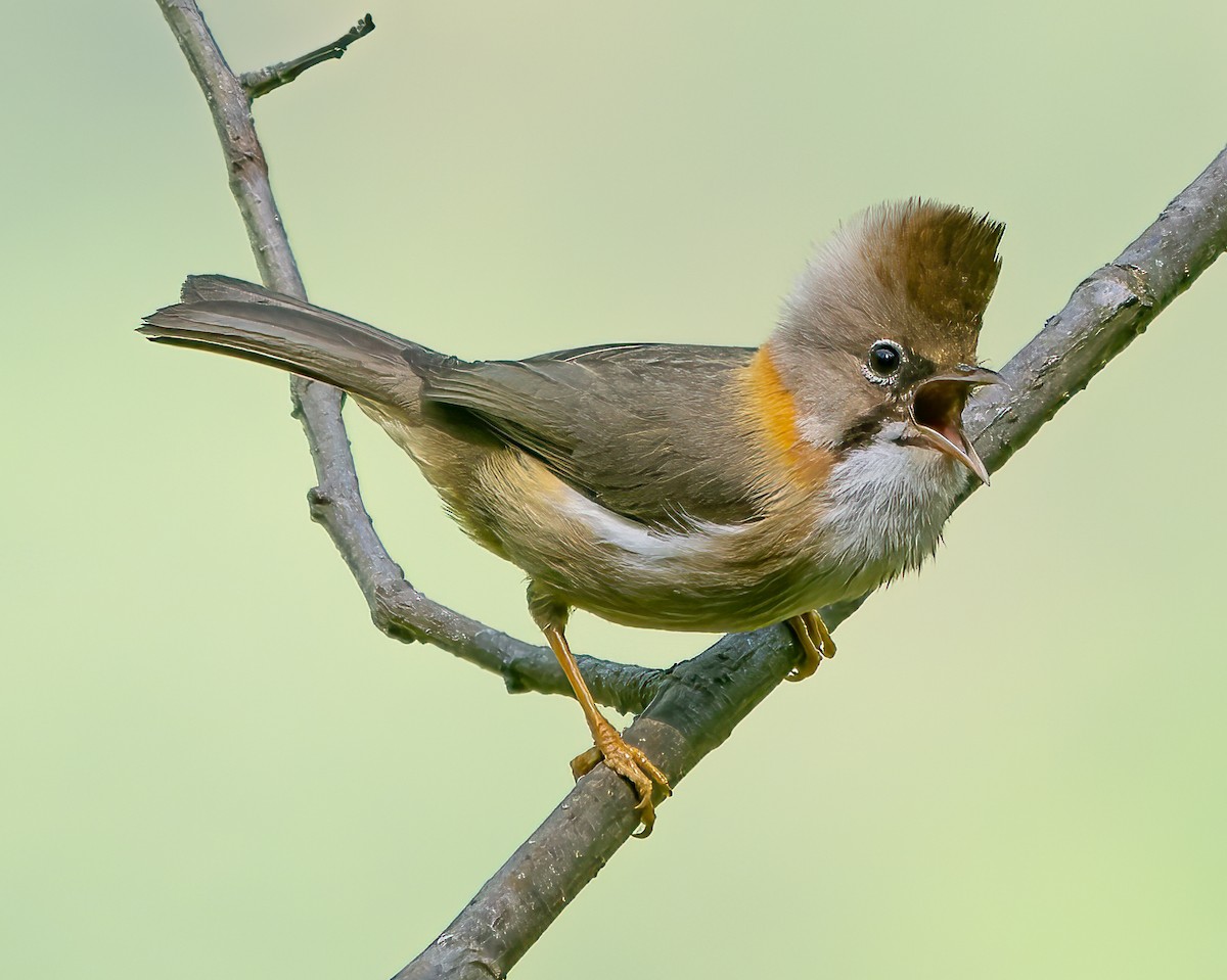 Whiskered Yuhina - James Moore (Maryland)