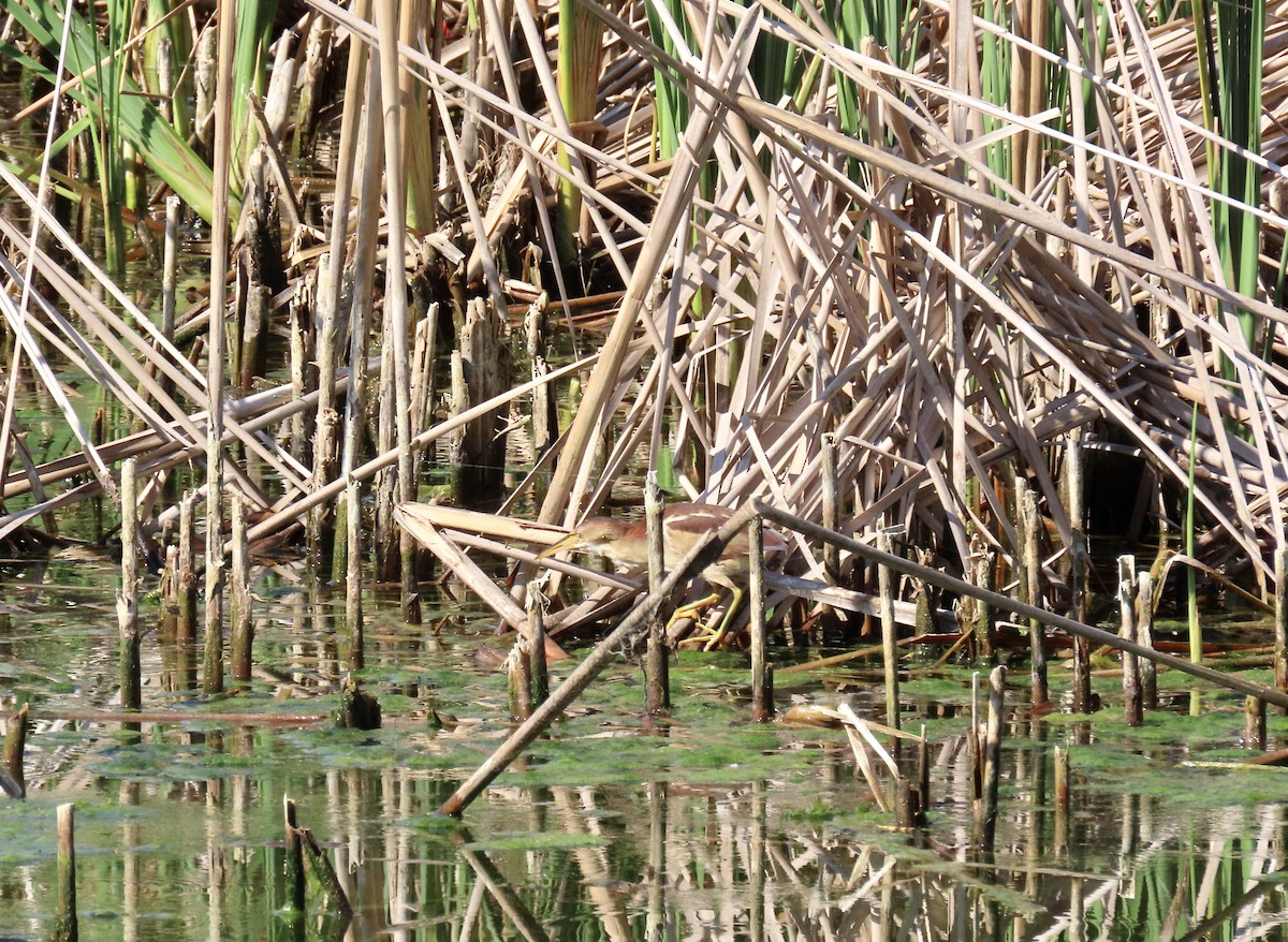 Least Bittern - Anonymous