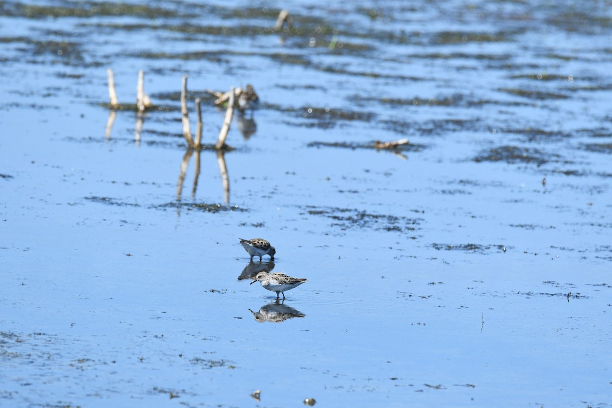 Semipalmated Plover - Amanda Peck