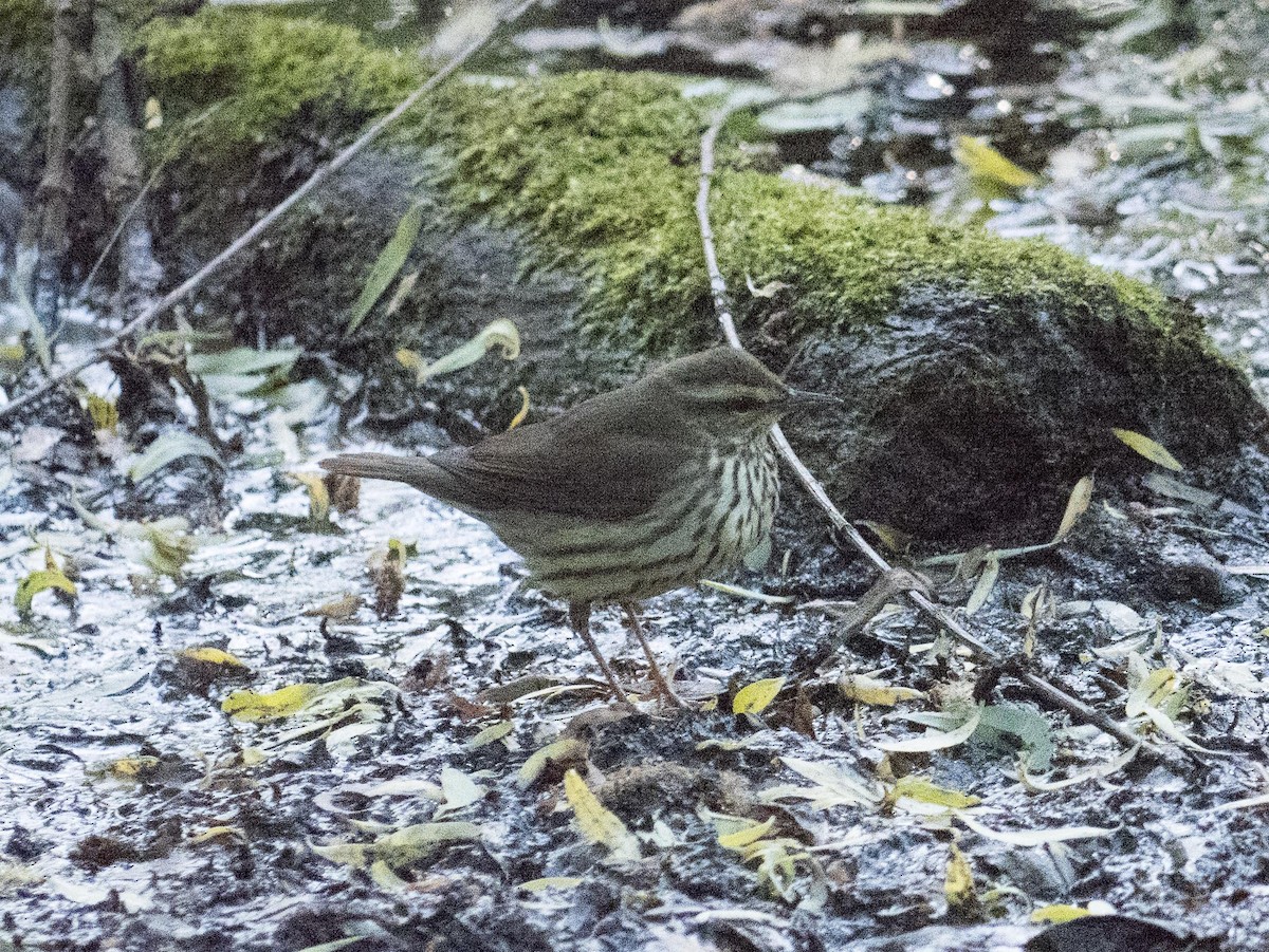 Northern Waterthrush - ML619570805