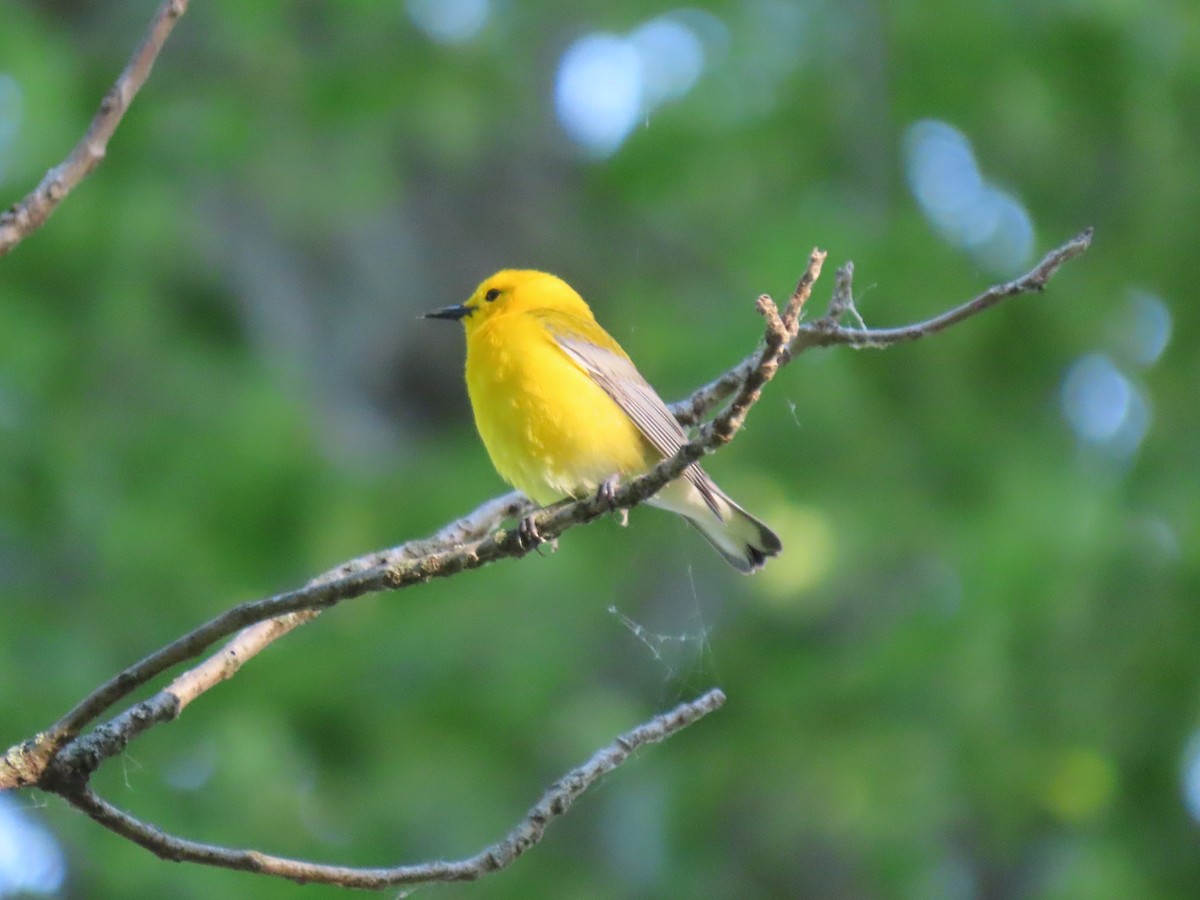 Prothonotary Warbler - David Weiss