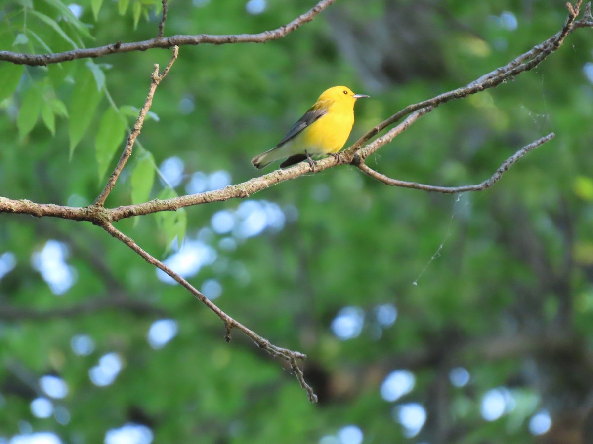 Prothonotary Warbler - David Weiss