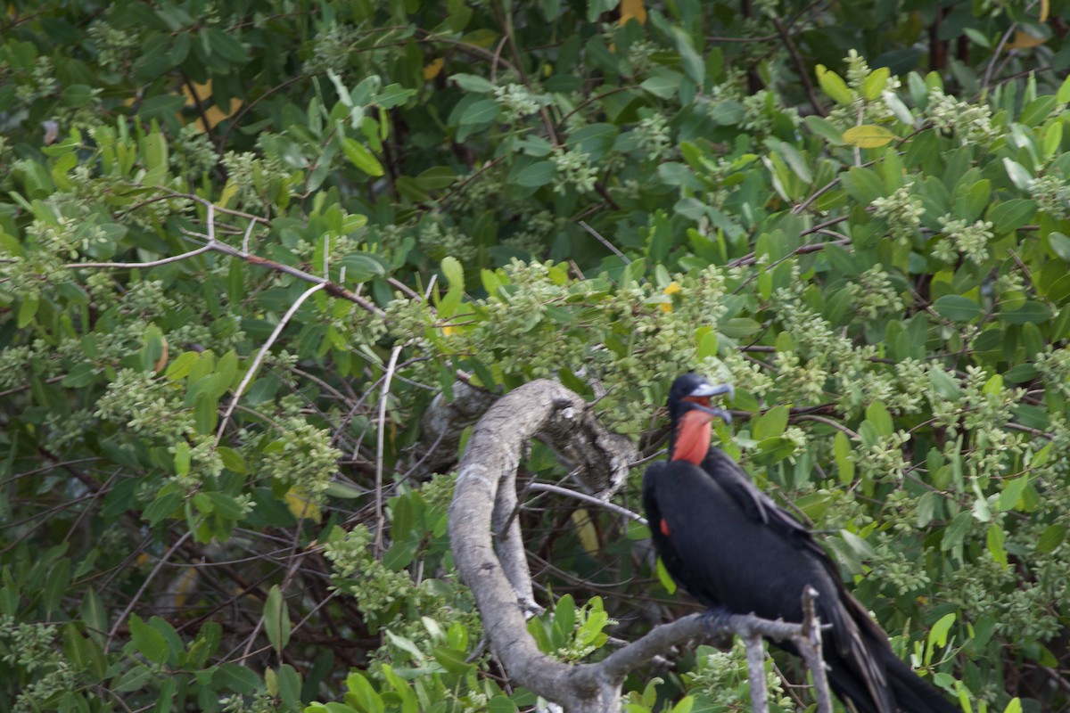 Magnificent Frigatebird - allie bluestein