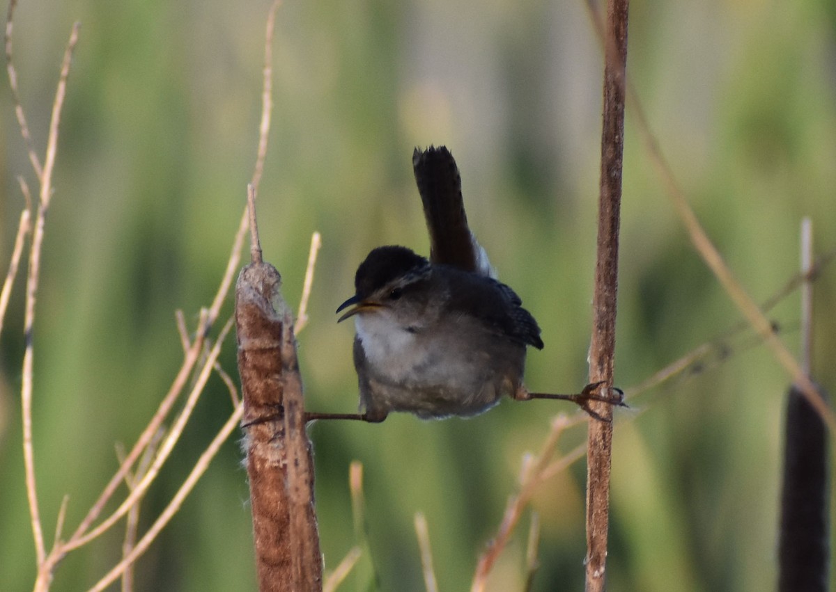 Marsh Wren - Andrew Wilmot