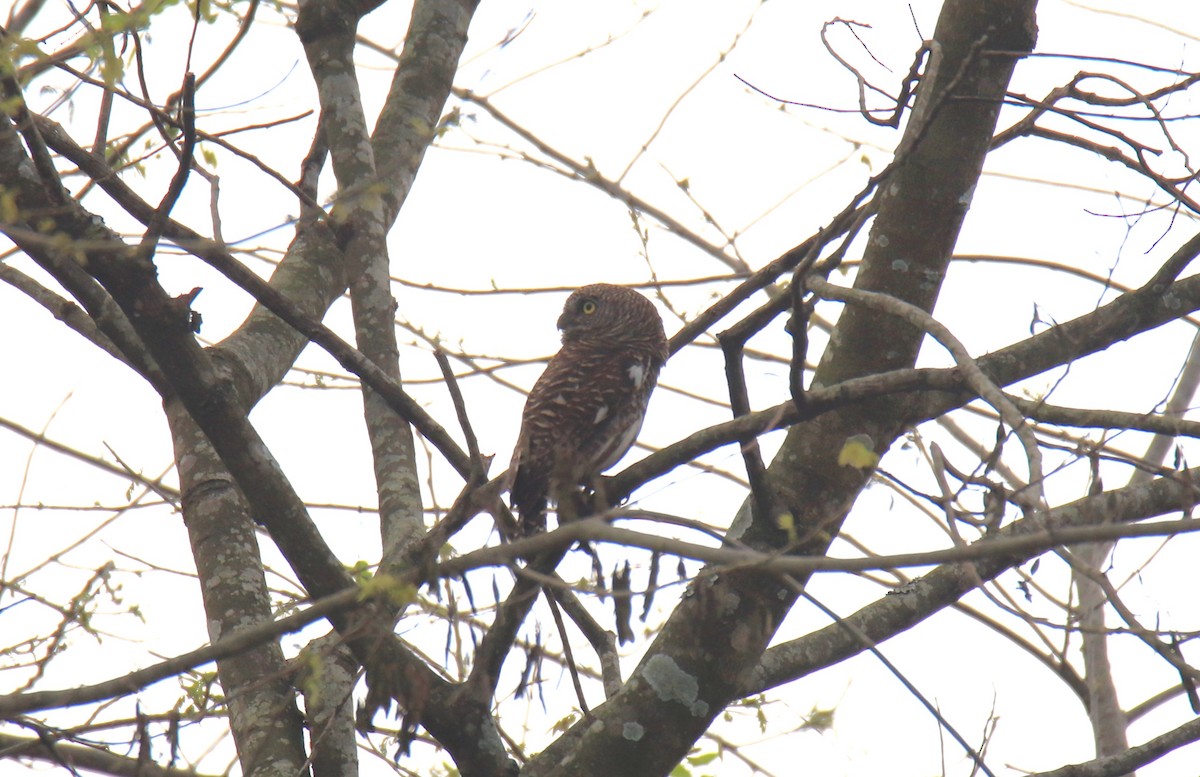 Asian Barred Owlet - Praveen H N