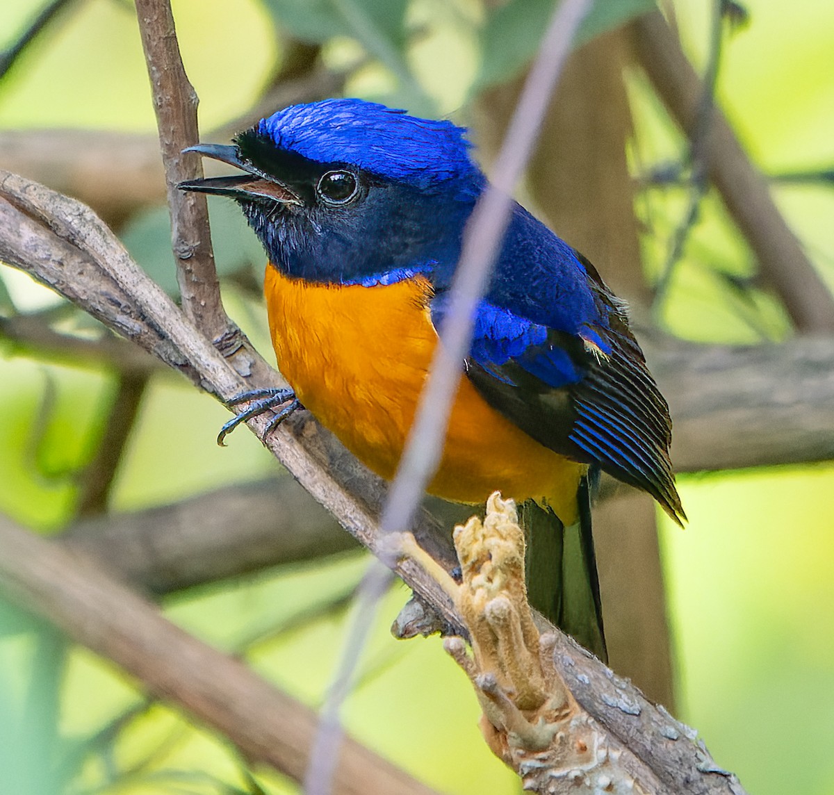 Rufous-bellied Niltava - James Moore (Maryland)