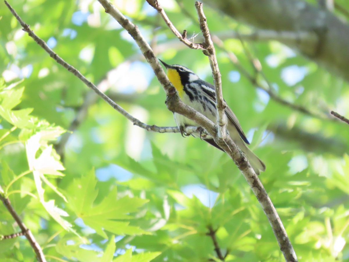 Yellow-throated Warbler - David Weiss