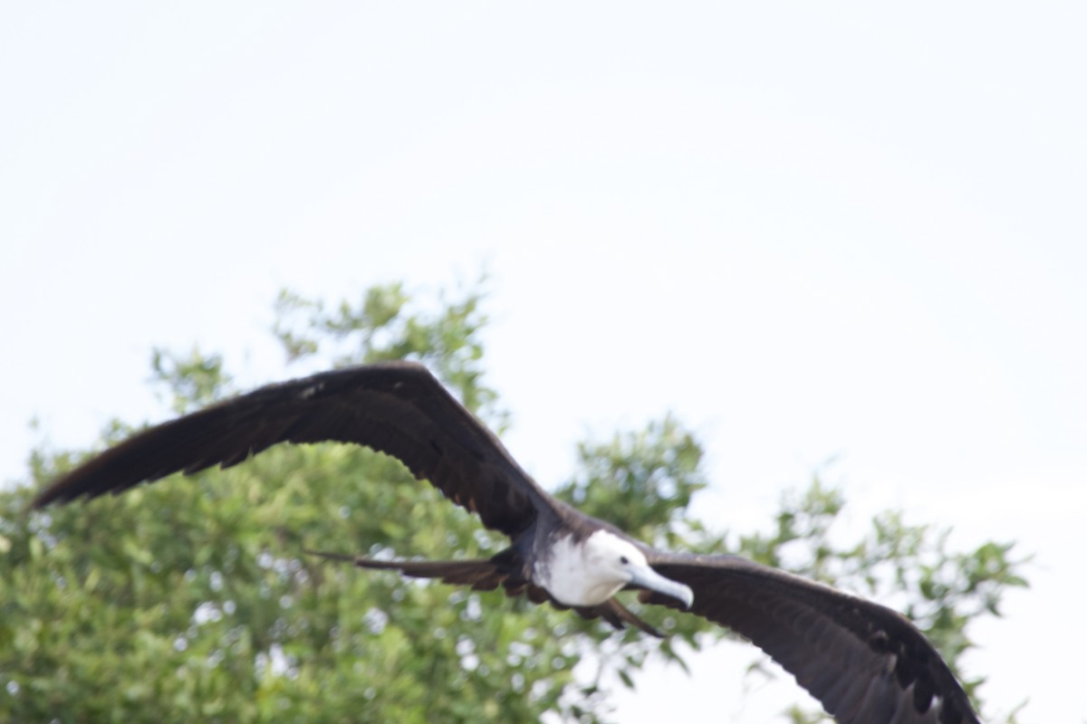 Magnificent Frigatebird - allie bluestein