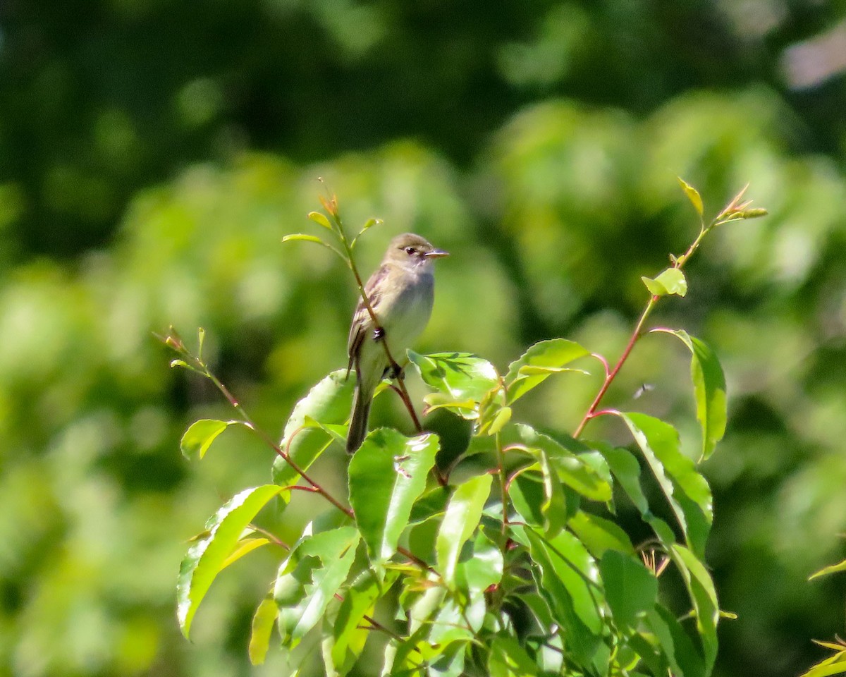 Alder Flycatcher - Scott Santino