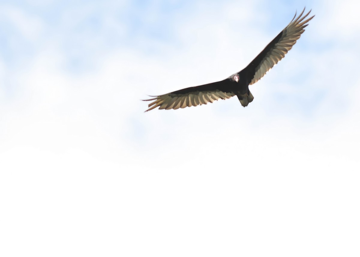 Turkey Vulture - Daniel Thibault