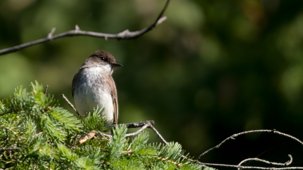 Eastern Phoebe - ML619570824