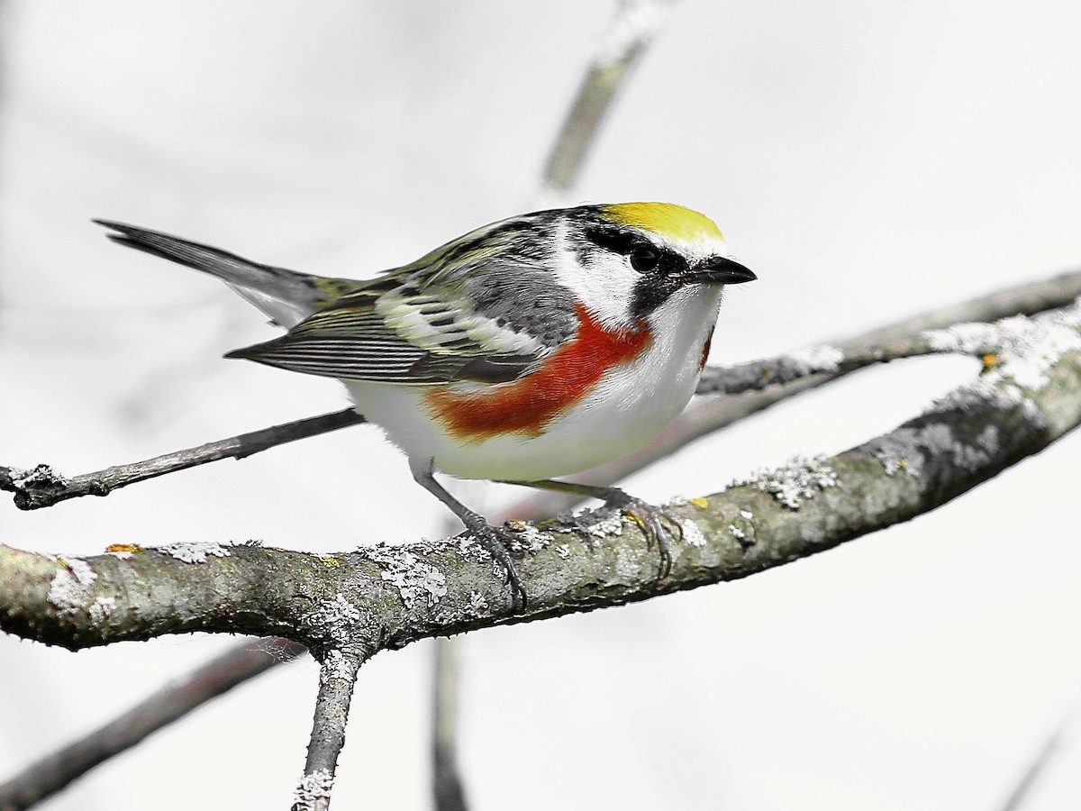 Chestnut-sided Warbler - ML619570826