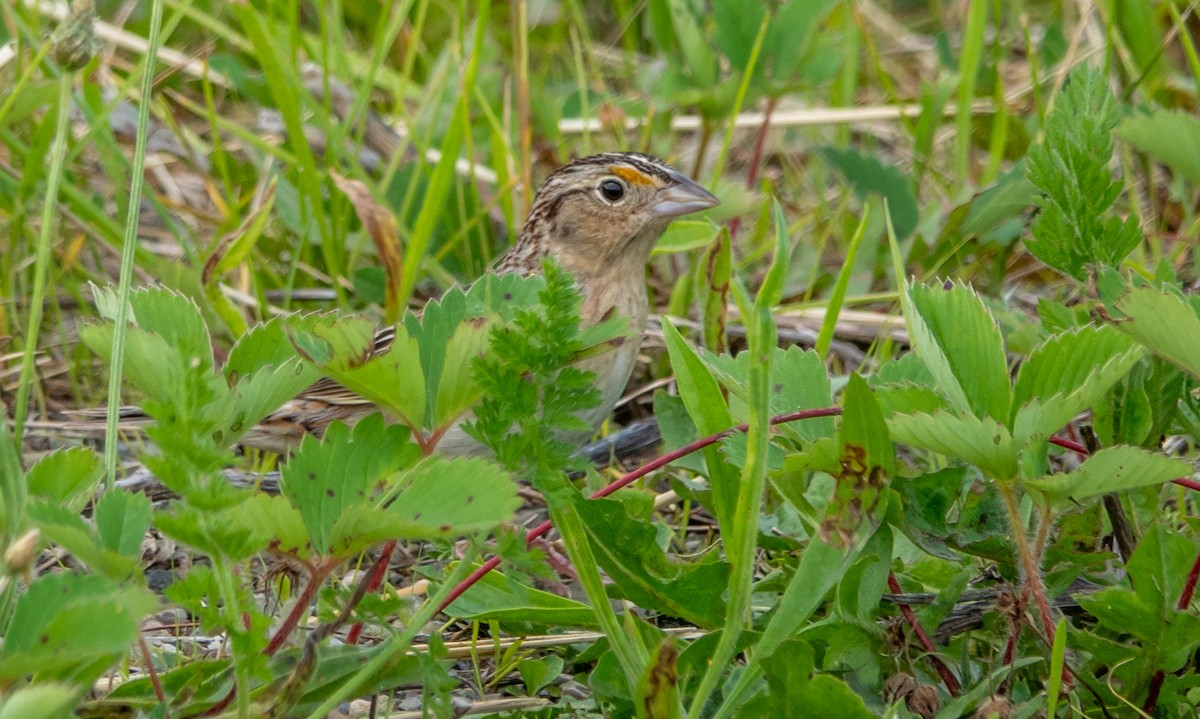 Grasshopper Sparrow - ML619570827