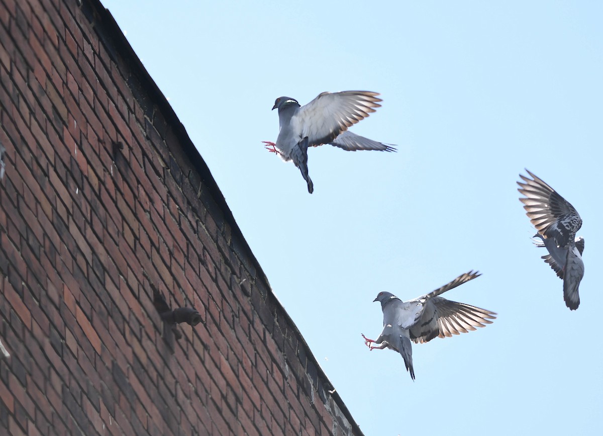 Rock Pigeon (Feral Pigeon) - Daniel Thibault