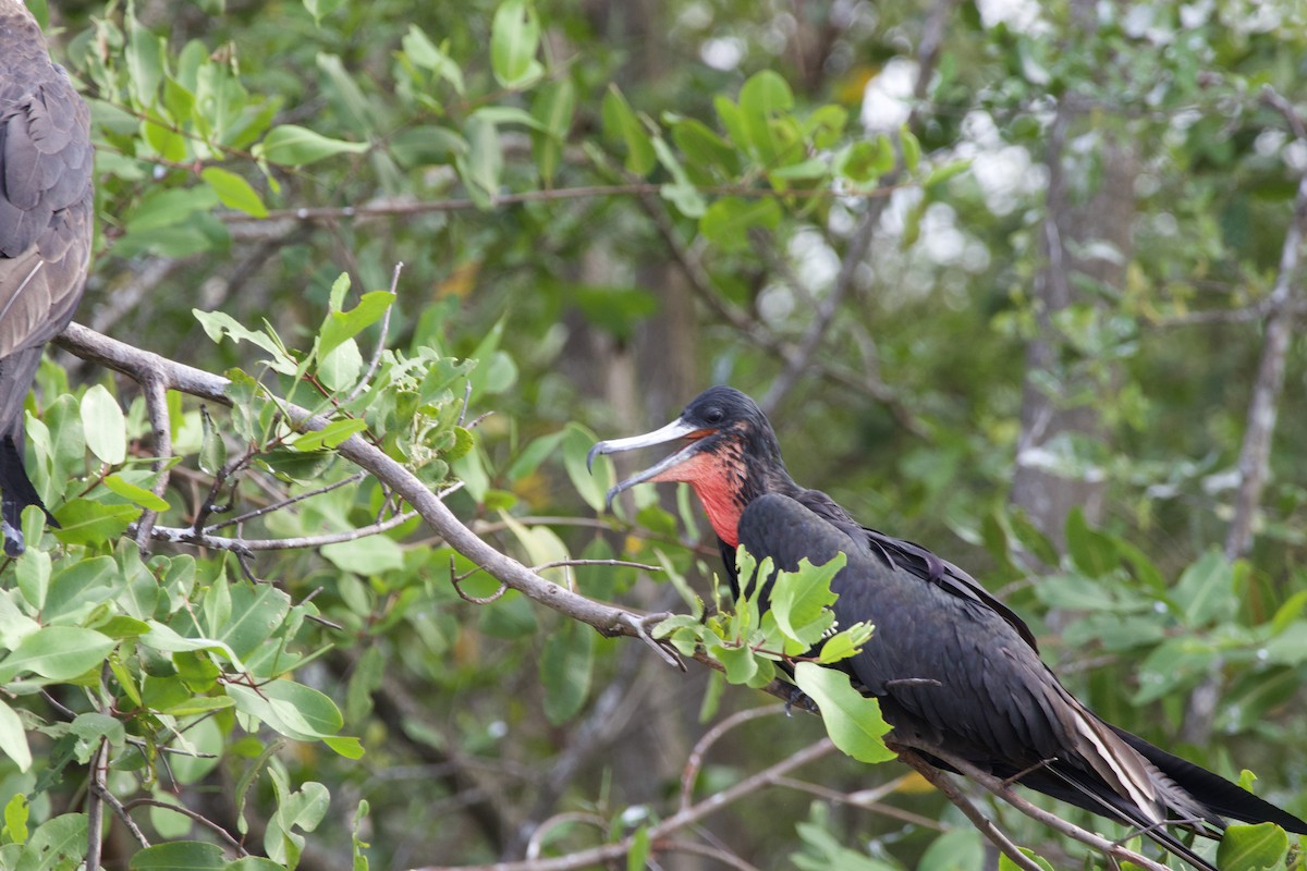 Magnificent Frigatebird - allie bluestein