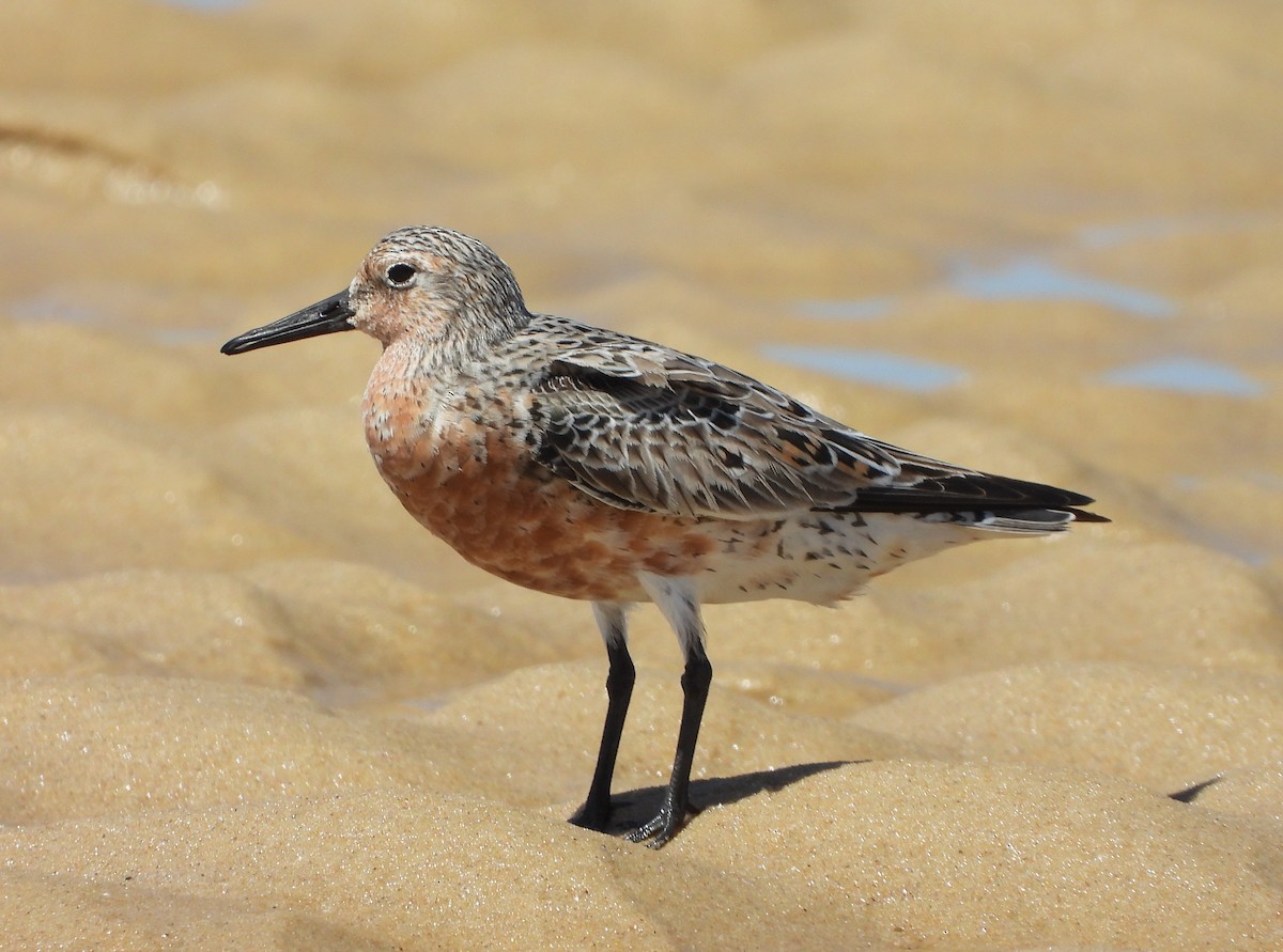 Red Knot - Laetitia Rodet