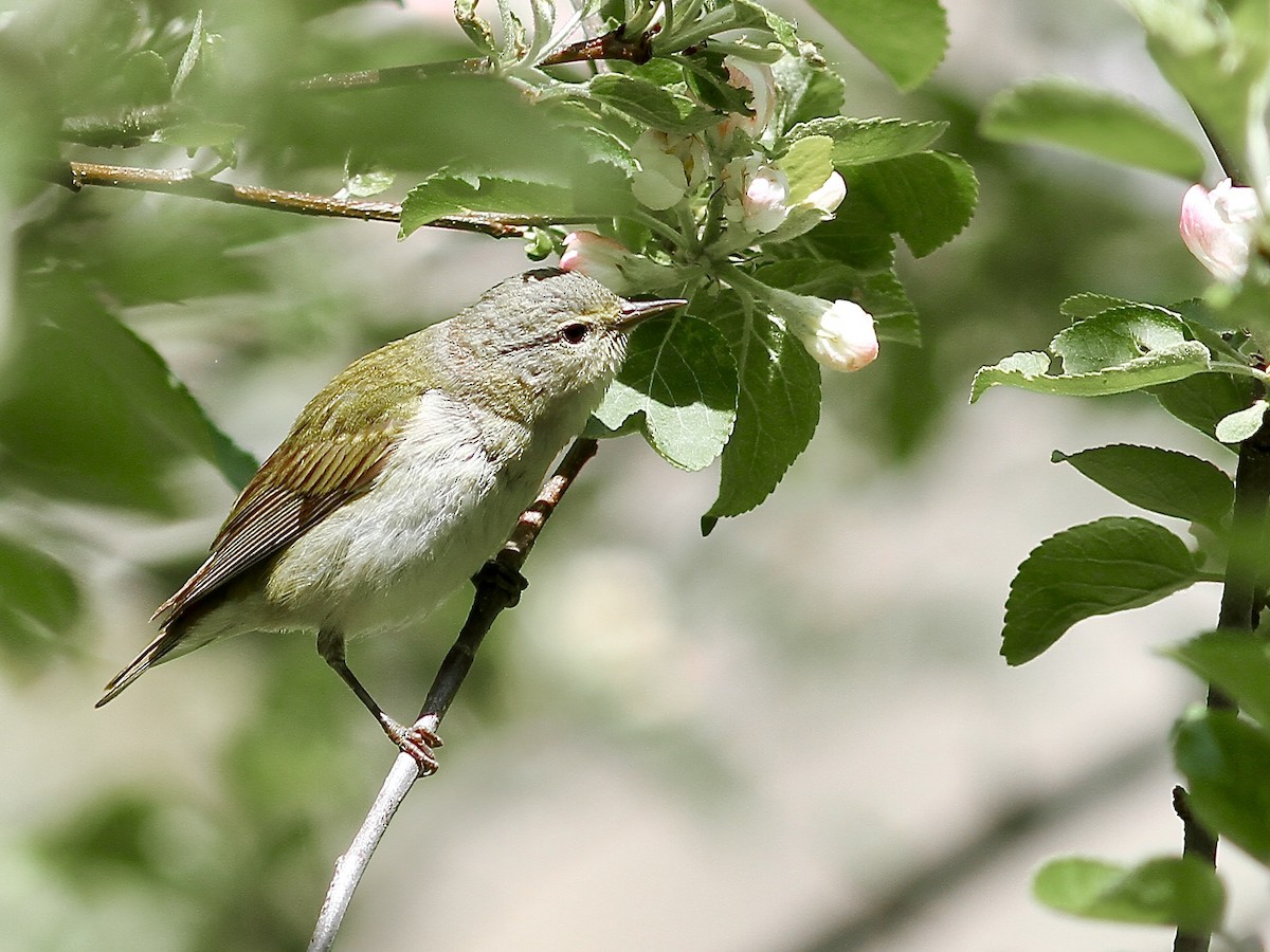 Tennessee Warbler - ML619570838